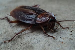 cockroach-g1653f2977_640